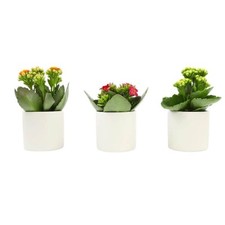 Pack 2.5 kalanchoe for sale  Miami