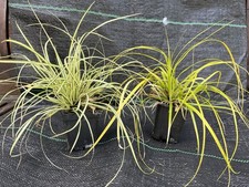 grasses for sale grasses for sale HUDDERSFIELD