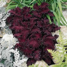 Black dragon coleus for sale  Middleton