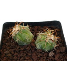 Echinocactus horizonthalonius  usato  Napoli