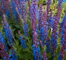 stauden blumen gebraucht kaufen stauden blumen gebraucht kaufen Hatten
