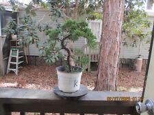 Specimen bonsai tree for sale  Gainesville