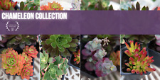 Succulent chameleon collection for sale  PEMBROKE