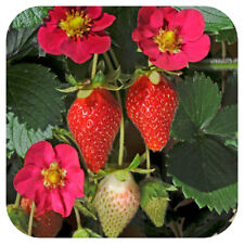 Strawberry plug plants for sale  LINCOLN