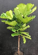 Fiddle leaf fig for sale  USA