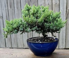 Japanese dwarf juniper for sale  Fort White
