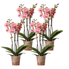 Phalaenopsis rchidee pirate gebraucht kaufen  Düsseldorf