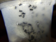 Usado, Bolsa de ovos Bold Jumping Spider Phidippus audax frete grátis comprar usado  Enviando para Brazil