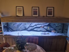 180 gallon tropical for sale  ROSS-ON-WYE