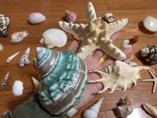 Shells for sale  Bensenville