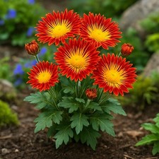 Easy grow chrysanthemum for sale  San Marcos