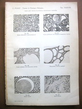 Stampa antica old usato  Velletri