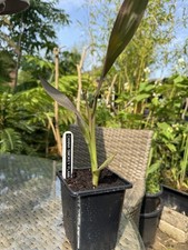 Canna smokey flame for sale  HIGH WYCOMBE