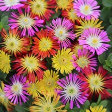 Delosperma jewel desert for sale  LINCOLN