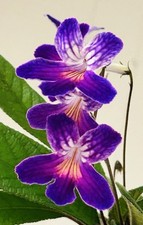 Streptocarpus plant. syb for sale  Summerville