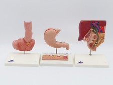 Stück menschliche anatomie gebraucht kaufen  Barsinghausen