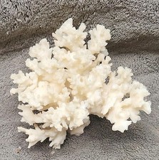 Arbre corail d'occasion  Nice-