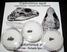 Permian reptile captorhinus d'occasion  Expédié en Belgium