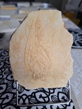 Seelilie andeton pinnatus gebraucht kaufen  Xanten