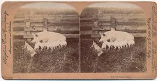 Stereo photography sow d'occasion  Expédié en Belgium