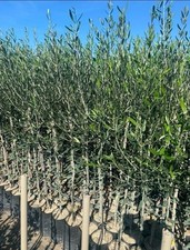 Piante ulivo soli usato  Mazzarino