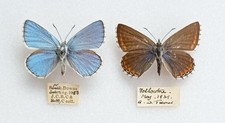 Pair british wild for sale  EASTLEIGH