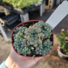 Haworthia cooperi variegated for sale  Covina