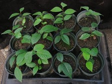 plant tree paw paw for sale plant tree paw paw for sale Rochester