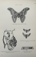 Antique entomology print for sale Antique entomology print for sale  TORRINGTON