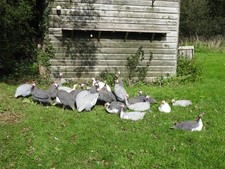 Guinea fowl eggs for sale  BEAWORTHY
