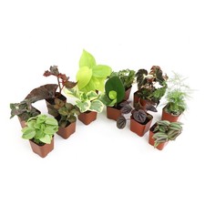 Live houseplants indoor for sale  Brentwood