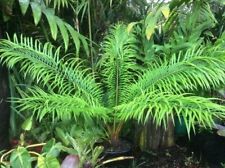 sago palm plants for sale  USA