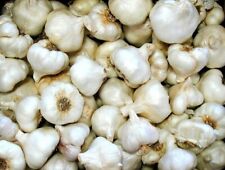 Garlic bulbs whole for sale  Saint Peters