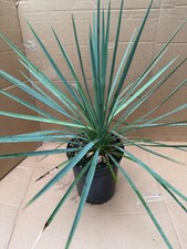 Yucca linearifolia blue for sale  LEICESTER