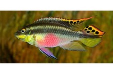 Kribensis cichlid small for sale  Miami