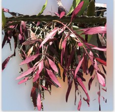 Nice fresh cuts for sale  Arecibo