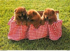 Animaux chiens chow d'occasion  Fruges
