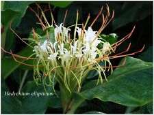 Hedychium ellipticum rustique d'occasion  Arzacq-Arraziguet