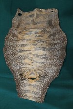 Alligator hide skin for sale  Mansfield