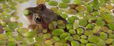 Duckweed large table for sale  MARKET RASEN