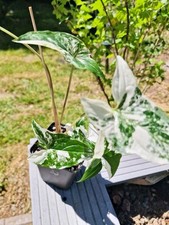Syngonium albovariegated steck gebraucht kaufen  Netphen