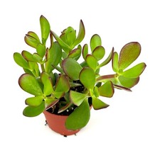 Jade succulent crassula for sale  Castaic