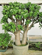 Crassula ovata fully d'occasion  Expédié en Belgium