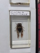 Cicala tropicale usato  Aci Catena