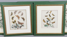 British moths humphreys for sale  TROWBRIDGE