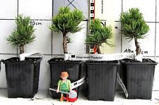 Pinus mugo picobello gebraucht kaufen  Bad Bergzabern