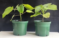 Paulownia tomentosa plants for sale  WREXHAM