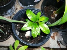 Black sapote tree for sale  Winter Haven