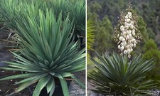 Yucca jumbo plug for sale  BURTON-ON-TRENT
