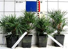 Sciadopitys verticillata japan gebraucht kaufen  Bad Bergzabern